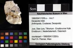 Foto (Objket + Etiketten) von Decapoda indet. 